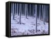 Tree Trunks Covered in Snow in Cumbria, England-Michael Busselle-Framed Stretched Canvas
