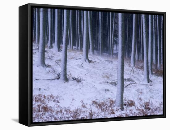 Tree Trunks Covered in Snow in Cumbria, England-Michael Busselle-Framed Stretched Canvas