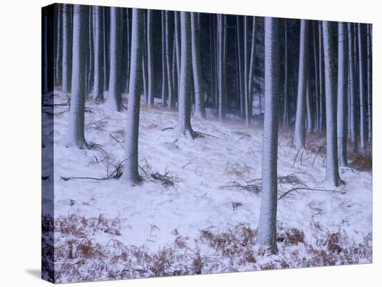 Tree Trunks Covered in Snow in Cumbria, England-Michael Busselle-Stretched Canvas