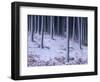 Tree Trunks Covered in Snow in Cumbria, England-Michael Busselle-Framed Photographic Print