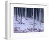 Tree Trunks Covered in Snow in Cumbria, England-Michael Busselle-Framed Photographic Print