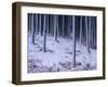 Tree Trunks Covered in Snow in Cumbria, England-Michael Busselle-Framed Photographic Print