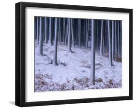 Tree Trunks Covered in Snow in Cumbria, England-Michael Busselle-Framed Photographic Print