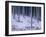 Tree Trunks Covered in Snow in Cumbria, England-Michael Busselle-Framed Photographic Print