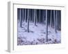 Tree Trunks Covered in Snow in Cumbria, England-Michael Busselle-Framed Photographic Print