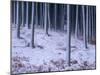 Tree Trunks Covered in Snow in Cumbria, England-Michael Busselle-Mounted Photographic Print