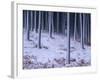 Tree Trunks Covered in Snow in Cumbria, England-Michael Busselle-Framed Photographic Print