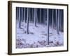 Tree Trunks Covered in Snow in Cumbria, England-Michael Busselle-Framed Photographic Print