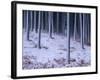 Tree Trunks Covered in Snow in Cumbria, England-Michael Busselle-Framed Photographic Print