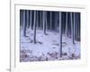 Tree Trunks Covered in Snow in Cumbria, England-Michael Busselle-Framed Photographic Print