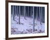 Tree Trunks Covered in Snow in Cumbria, England-Michael Busselle-Framed Photographic Print