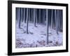 Tree Trunks Covered in Snow in Cumbria, England-Michael Busselle-Framed Photographic Print