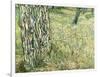 Tree Trunks in Grass, 1890-Vincent van Gogh-Framed Giclee Print