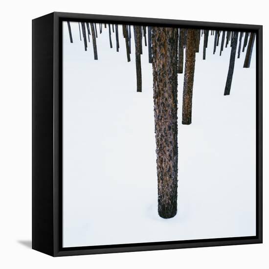 Tree Trunks in Snow-Micha Pawlitzki-Framed Stretched Canvas