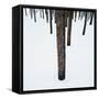 Tree Trunks in Snow-Micha Pawlitzki-Framed Stretched Canvas