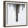 Tree Trunks in Snow-Micha Pawlitzki-Framed Photographic Print