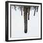 Tree Trunks in Snow-Micha Pawlitzki-Framed Photographic Print