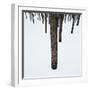 Tree Trunks in Snow-Micha Pawlitzki-Framed Photographic Print