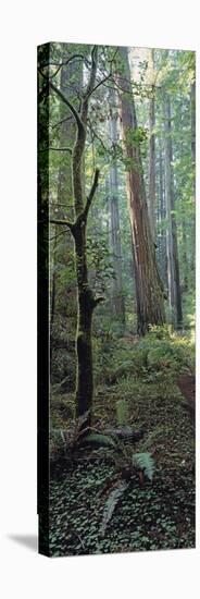 Tree Trunks, Redwood State Park, Humboldt County, California, USA-null-Stretched Canvas