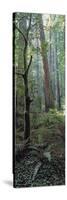 Tree Trunks, Redwood State Park, Humboldt County, California, USA-null-Stretched Canvas