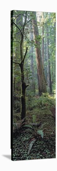 Tree Trunks, Redwood State Park, Humboldt County, California, USA-null-Stretched Canvas