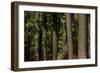 Tree Trunks, Tuolumne Sequoia Grove, Yosemite NP, California-David Wall-Framed Photographic Print