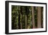 Tree Trunks, Tuolumne Sequoia Grove, Yosemite NP, California-David Wall-Framed Photographic Print