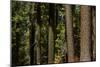 Tree Trunks, Tuolumne Sequoia Grove, Yosemite NP, California-David Wall-Mounted Photographic Print