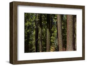 Tree Trunks, Tuolumne Sequoia Grove, Yosemite NP, California-David Wall-Framed Photographic Print