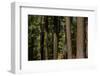 Tree Trunks, Tuolumne Sequoia Grove, Yosemite NP, California-David Wall-Framed Photographic Print