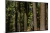 Tree Trunks, Tuolumne Sequoia Grove, Yosemite NP, California-David Wall-Mounted Photographic Print