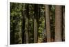 Tree Trunks, Tuolumne Sequoia Grove, Yosemite NP, California-David Wall-Framed Premium Photographic Print