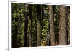 Tree Trunks, Tuolumne Sequoia Grove, Yosemite NP, California-David Wall-Framed Premium Photographic Print