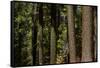 Tree Trunks, Tuolumne Sequoia Grove, Yosemite NP, California-David Wall-Framed Stretched Canvas