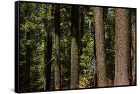 Tree Trunks, Tuolumne Sequoia Grove, Yosemite NP, California-David Wall-Framed Stretched Canvas