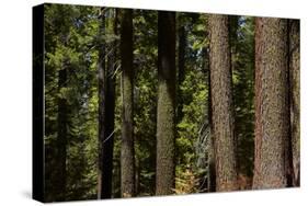 Tree Trunks, Tuolumne Sequoia Grove, Yosemite NP, California-David Wall-Stretched Canvas