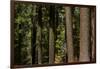 Tree Trunks, Tuolumne Sequoia Grove, Yosemite NP, California-David Wall-Framed Photographic Print