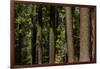 Tree Trunks, Tuolumne Sequoia Grove, Yosemite NP, California-David Wall-Framed Photographic Print