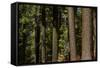 Tree Trunks, Tuolumne Sequoia Grove, Yosemite NP, California-David Wall-Framed Stretched Canvas