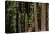 Tree Trunks, Tuolumne Sequoia Grove, Yosemite NP, California-David Wall-Stretched Canvas