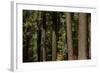 Tree Trunks, Tuolumne Sequoia Grove, Yosemite NP, California-David Wall-Framed Photographic Print