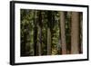 Tree Trunks, Tuolumne Sequoia Grove, Yosemite NP, California-David Wall-Framed Photographic Print