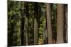 Tree Trunks, Tuolumne Sequoia Grove, Yosemite NP, California-David Wall-Mounted Photographic Print