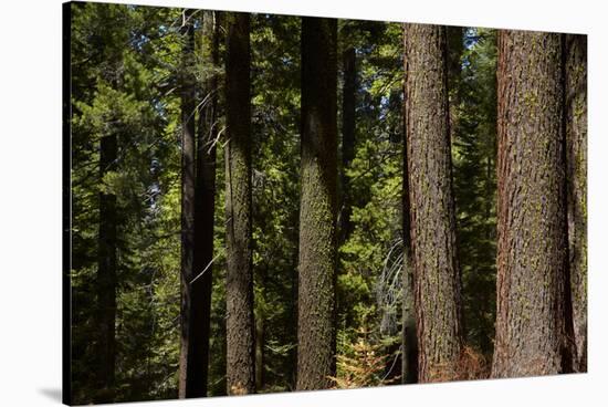 Tree Trunks, Tuolumne Sequoia Grove, Yosemite NP, California-David Wall-Stretched Canvas