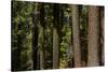Tree Trunks, Tuolumne Sequoia Grove, Yosemite NP, California-David Wall-Stretched Canvas