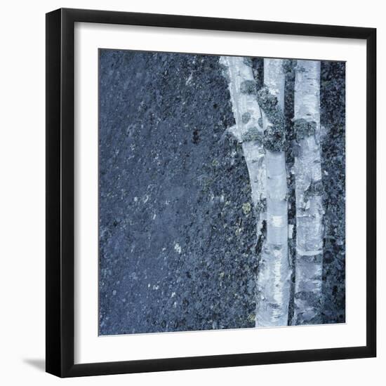 Tree Trunks-Micha Pawlitzki-Framed Premium Photographic Print