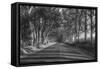 Tree Tunnel to Old Koloa Town (B/W), Kauai Hawaii-Vincent James-Framed Stretched Canvas