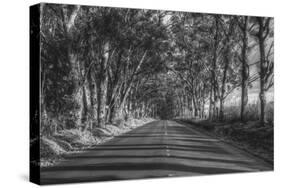 Tree Tunnel to Old Koloa Town (B/W), Kauai Hawaii-Vincent James-Stretched Canvas