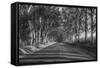 Tree Tunnel to Old Koloa Town (B/W), Kauai Hawaii-Vincent James-Framed Stretched Canvas