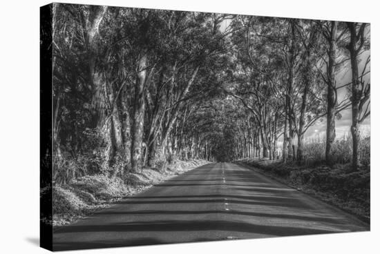 Tree Tunnel to Old Koloa Town (B/W), Kauai Hawaii-Vincent James-Stretched Canvas